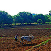 Farmer With Cow Art Print