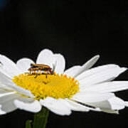 Fat Lightning Bug Feeding On Daisy Pollen Art Print