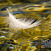Feather On Golden Water Art Print