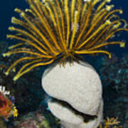 Feather Star On Rainbow Reef Fiji Art Print