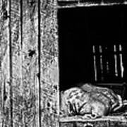 Feed Sack In Loft  Bw Art Print