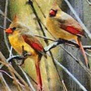 Female Cardinals Art Print