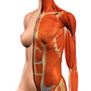 Female Chest And Abdomen Muscles Split Photograph By Hank Grebe
