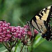 Female Eastern Tiger Swallowtail Art Print