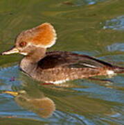 Female Hooded Merganser Art Print