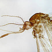 Female Mosquito Art Print