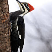 Female Pileated Woodpecker 2 Art Print