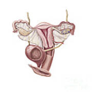 Female Reproductive Organs Art Print