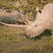 Female White Rhinoceros Grazing Art Print