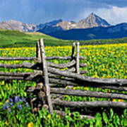 Fenceline Flowers Art Print