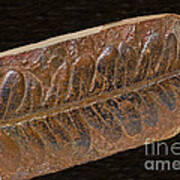 Fern Leaf Fossil Art Print
