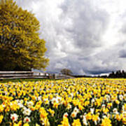 Field Of Daffodils Art Print