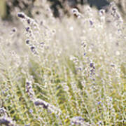 Field Of Lavender At Clos Lachance Vineyard In Morgan Hill Ca Art Print