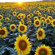 Field Of Sunflowers Art Print