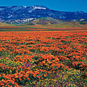 Field, Poppy Flowers, Antelope Valley Art Print