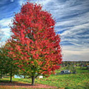 Fiery Red Maple Art Print