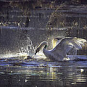 Fighting Swans Boxley Mill Pond Art Print