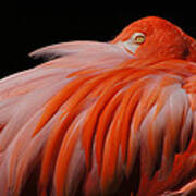 Finely Feathered Flamingo Art Print