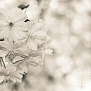 Finest Spring Time - Bw Art Print