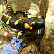 Fire Salamander Art Print