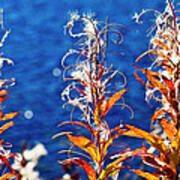 Fireweed Flower Art Print