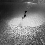 Diver Amongst a School of Fish Art Print
