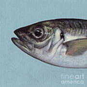 Fish No.3 Art Print
