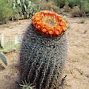 Fishhook Barrel Cactus Photograph by Gerald C. Kelley - Pixels