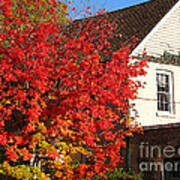 Flaming Fall Colours On Farm House Art Print