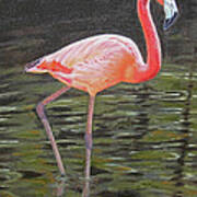 Flamingo On Parade Art Print