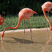 3 Flamingos Drinking Water Art Print