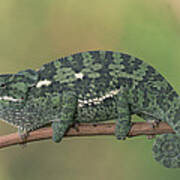 Flap-necked Chameleon Botswana Art Print