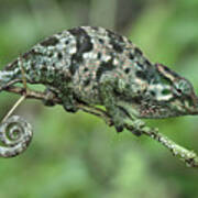 Flap-necked Chameleon Female Tanzania Art Print