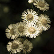 Fleabane Wildflowers Art Print