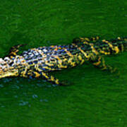 Floating Alligator Art Print
