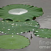 Floating Lotus Leaves Art Print