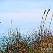 Florida Dunes Art Print