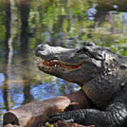 Florida - Where The Alligator Smiles Art Print