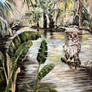 Florida's Barred Owl Art Print