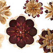Flower Petal Composition 1 Art Print