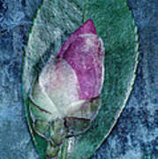Flower Bud Art Print