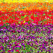 Flower Fields Art Print