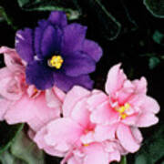 Flower Of Saintpaulia Ionantha - African Violet Art Print