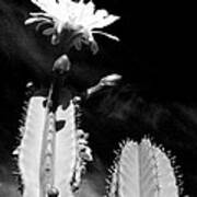 Flowering Cactus 2 Bw Art Print
