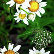 Flowers - Yellow And White - Blue Ridge I Art Print