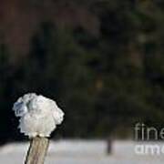 Fluffing On A Fence Post Art Print