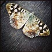 Fluttered-bye! #dead #butterfly #insect Art Print