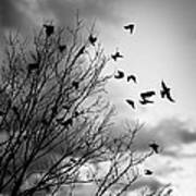 Flying Birds Art Print