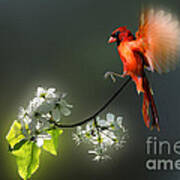 Flying Cardinal Landing On Branch Art Print