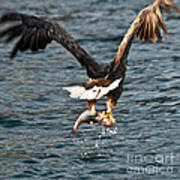 Flying European Sea Eagle 3 Art Print